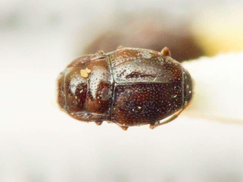 Plegaderus dissectus Erichson, 1839